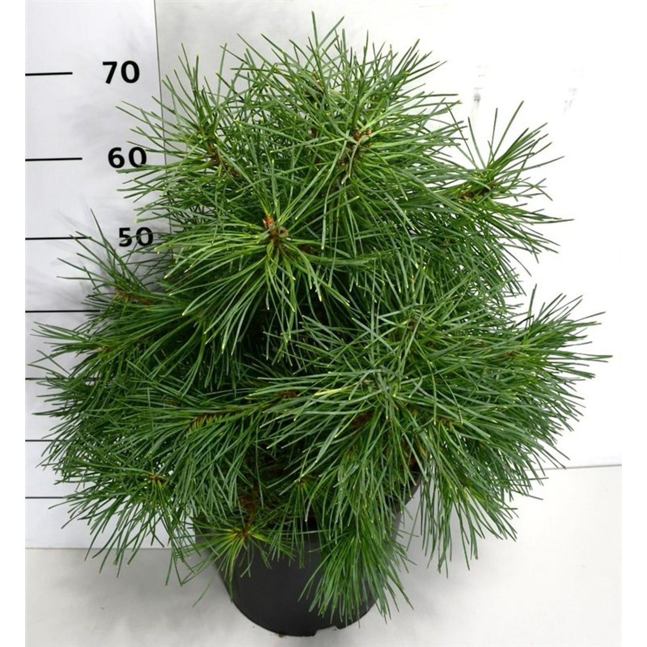 Tall – Pinus sylvestris 'Aurea' - C13 50-60 cm.